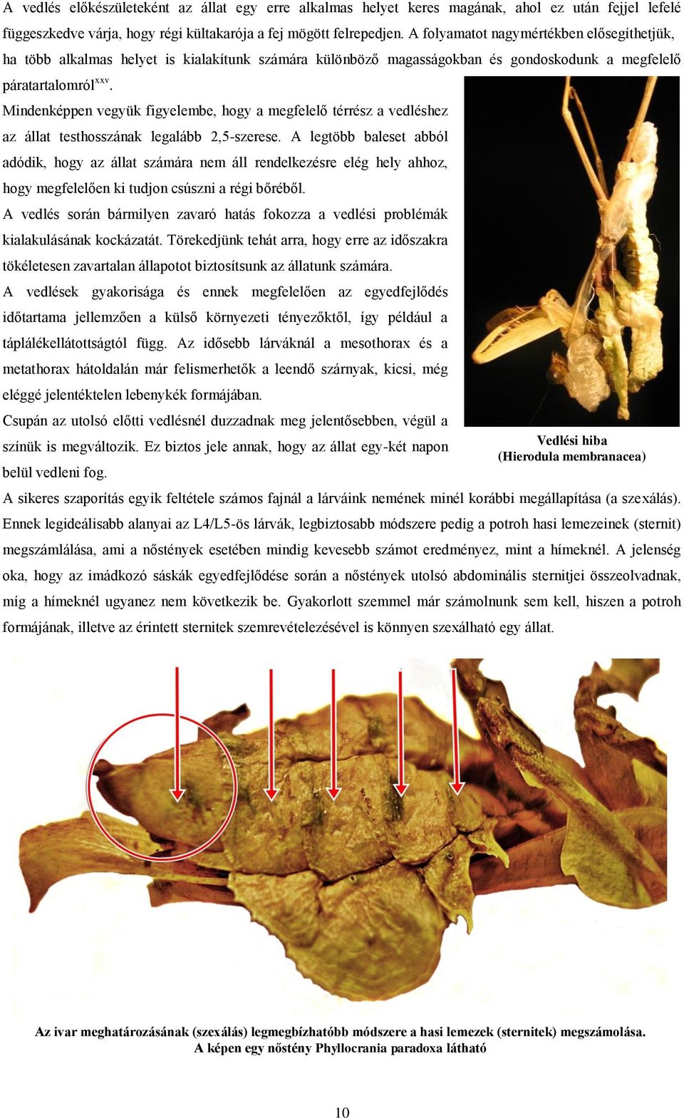 Mindenképpen vegyük figyelembe, hogy a megfelelő térrész a vedléshez az állat testhosszának legalább 2,5-szerese.