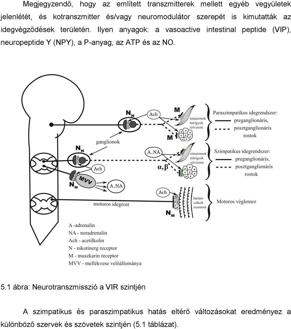 Ilyen anyagok: a vasoactive intestinal peptide (VIP), neuropeptide Y (NPY), a P-anyag, az ATP és az NO. 5.