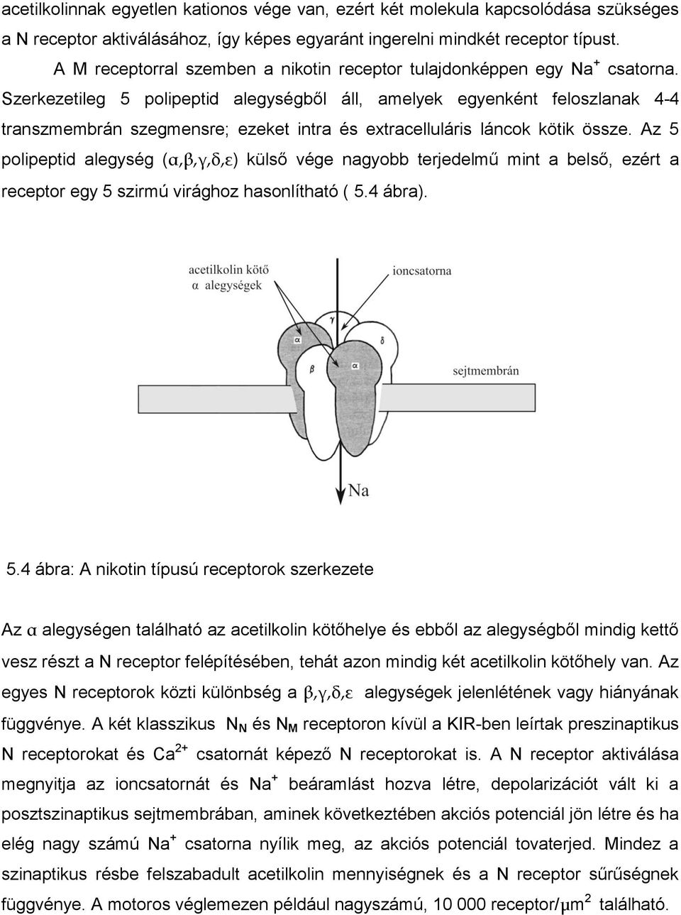 Szerkezetileg 5 polipeptid alegységből áll, amelyek egyenként feloszlanak 4-4 transzmembrán szegmensre; ezeket intra és extracelluláris láncok kötik össze.