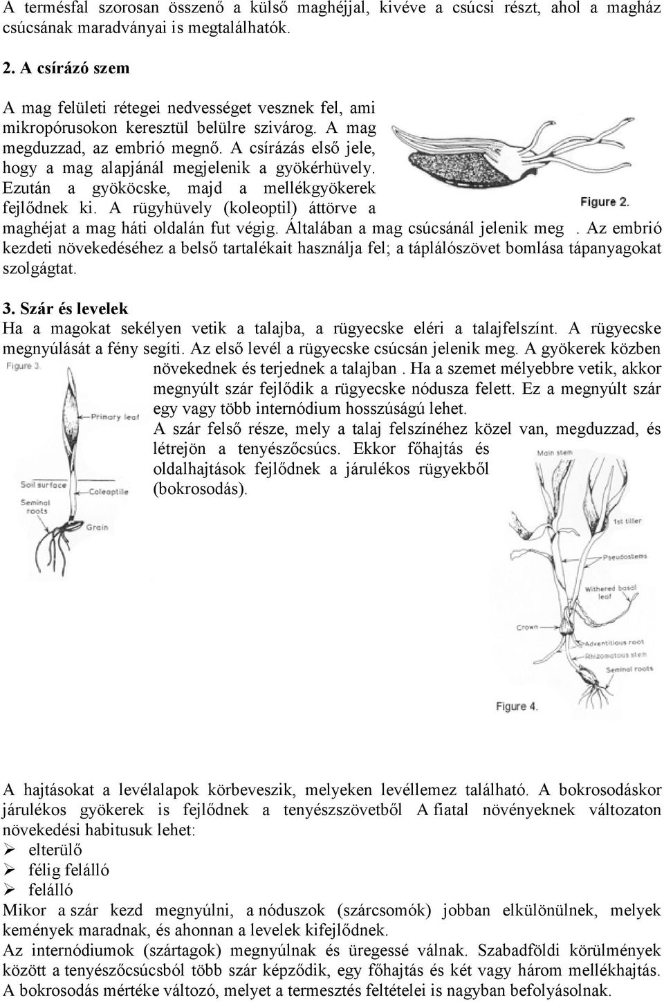 A csírázás első jele, hogy a mag alapjánál megjelenik a gyökérhüvely. Ezután a gyököcske, majd a mellékgyökerek fejlődnek ki. A rügyhüvely (koleoptil) áttörve a maghéjat a mag háti oldalán fut végig.