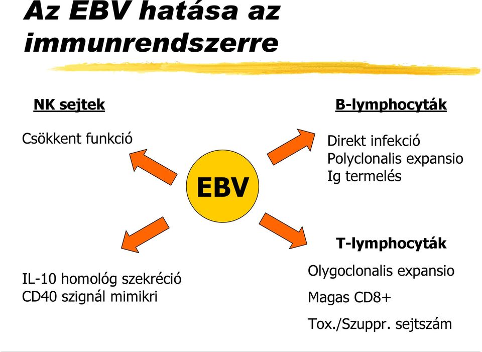 termelés IL-10 homológ szekréció CD40 szignál mimikri