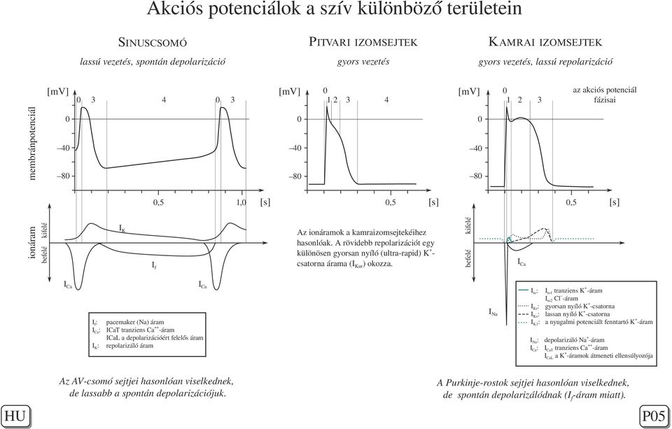 If ICa 0,5 [s] ICa Ito: INa Az AV-csomó sejtjei hasonlóan viselkednek, de lassabb a spontán depolarizációjuk.