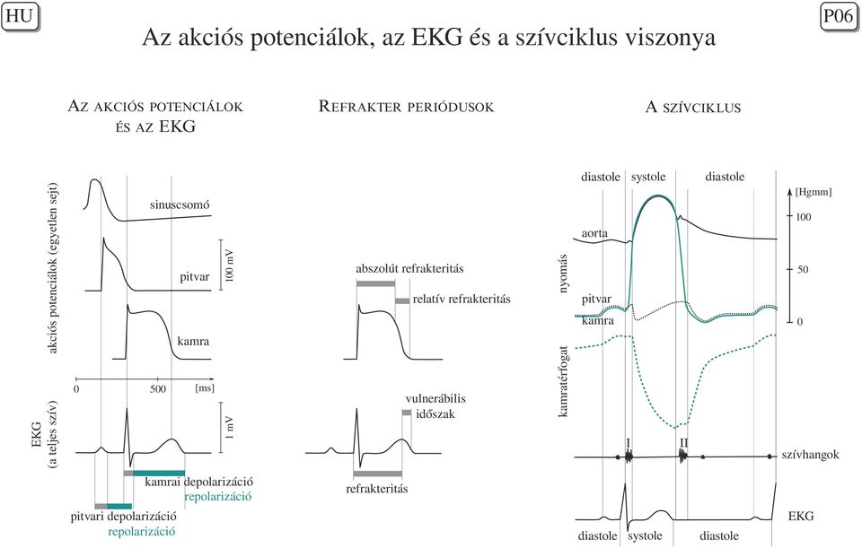 aorta 50 pitvar relatív refrakteritás kamra 500 [ms] 1 mv EKG (a teljes szív) 0 kamrai depolarizáció repolarizáció pitvari