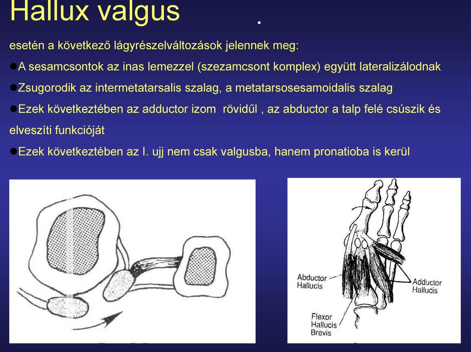 (szezamcsont komplex) együtt lateralizálodnak Zsugorodik az intermetatarsalis szalag, a