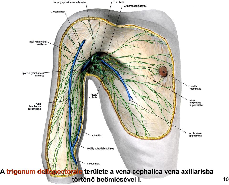 a vena cephalica vena