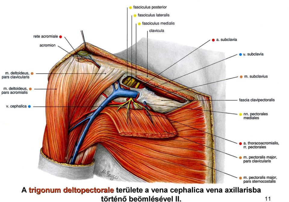 a vena cephalica vena