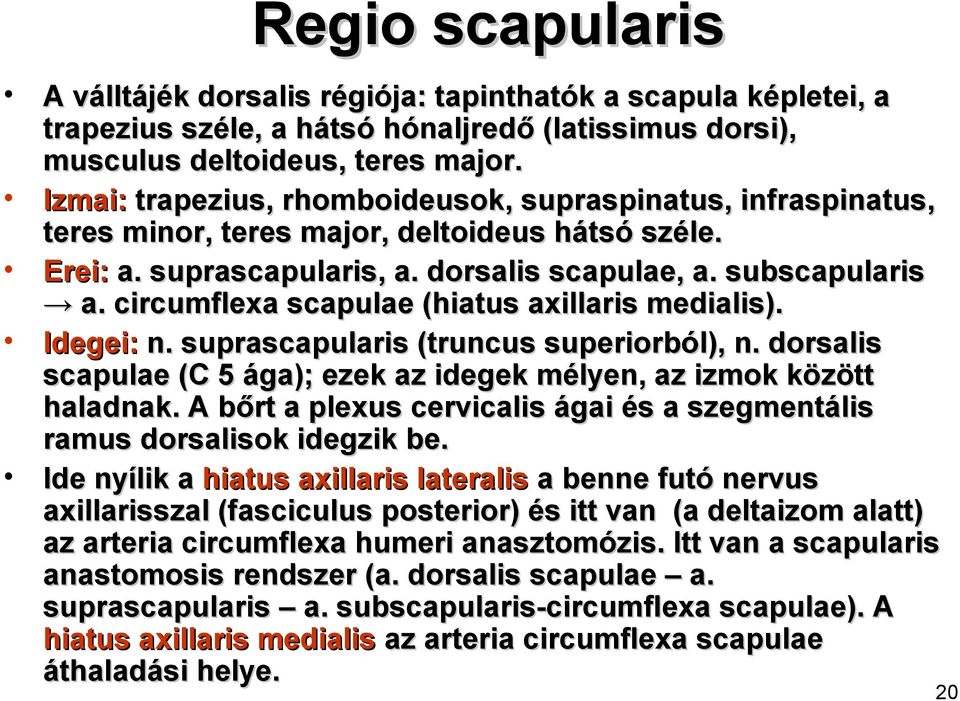 circumflexa scapulae (hiatus axillaris medialis). Idegei: n. suprascapularis (truncus superiorból), n. dorsalis scapulae (C 5 ága); ezek az idegek mélyen, az izmok között haladnak.