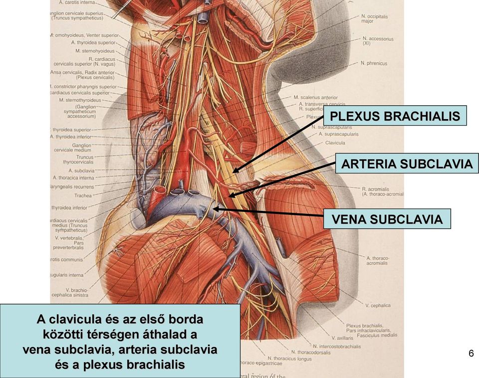 közötti térségen áthalad a vena