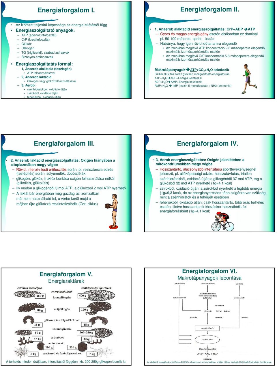 aminosavak Energiaszolgáltatás formái: 1, Anaerob alaktacid (foszfagén) ATP felhasználásával 2, Anaerob laktacid Glikogén vagy glükózfelhasználásával 3, Aerob: szénhidrátokból, oxidáció útján