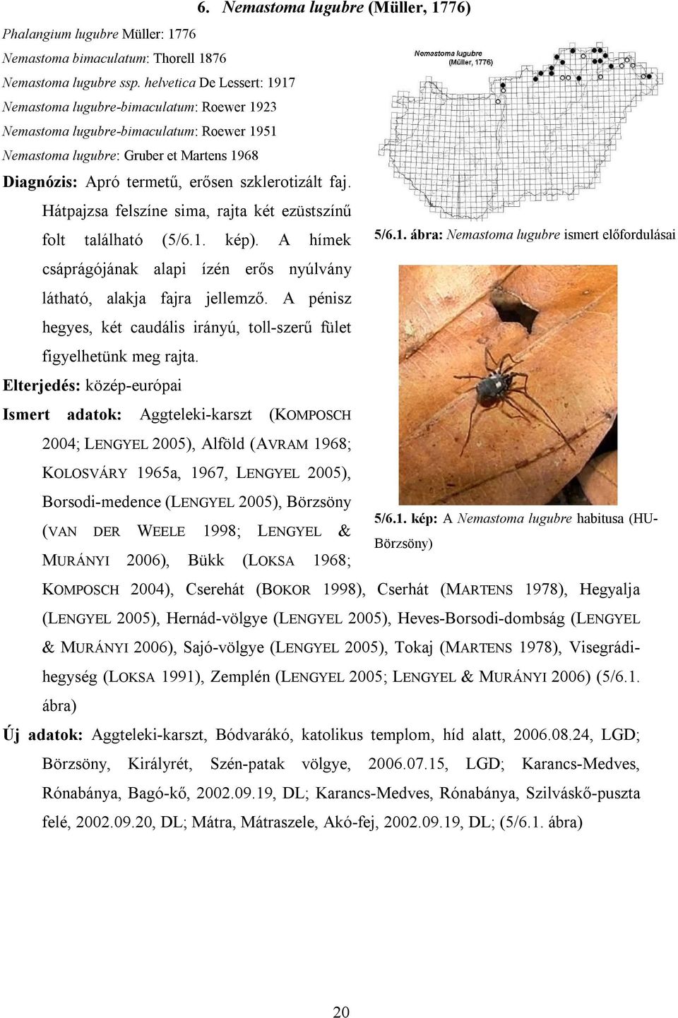 szklerotizált faj. Hátpajzsa felszíne sima, rajta két ezüstszínű folt található (5/6.1.