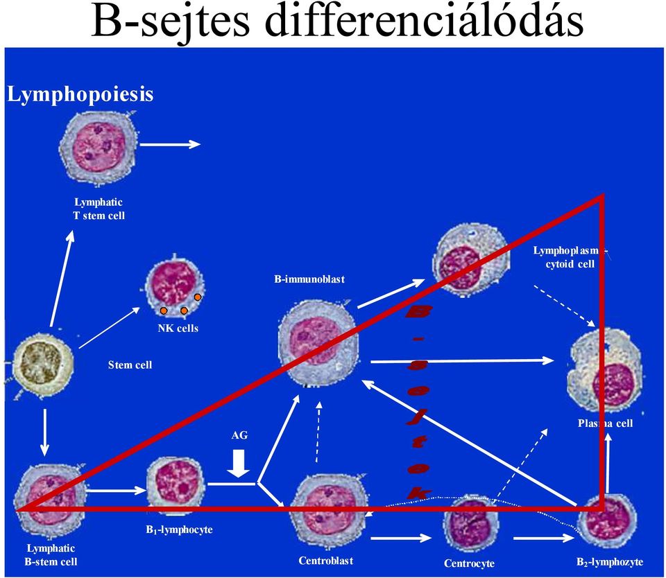 cells Stem cell AG Plasma cell B 1 -lymphocyte