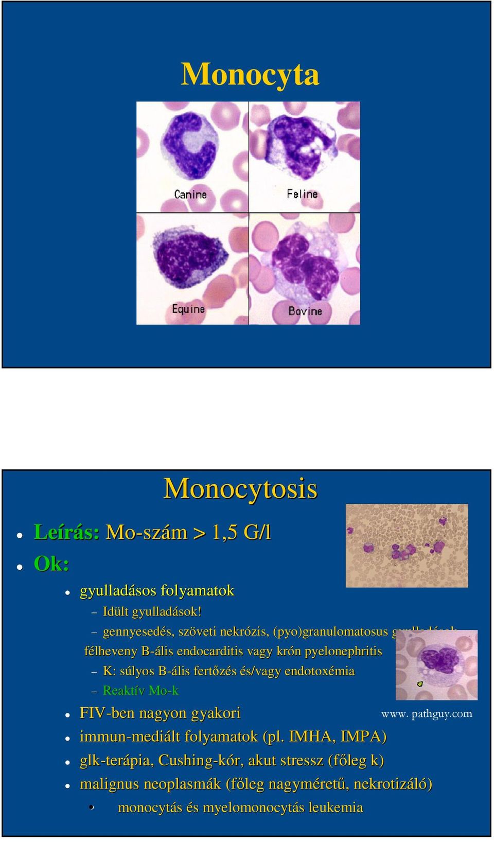 B-ális fertőzés és/vagy endotoxémia Reaktív Mo-k FIV-ben nagyon gyakori immun-mediált mediált folyamatok (pl.