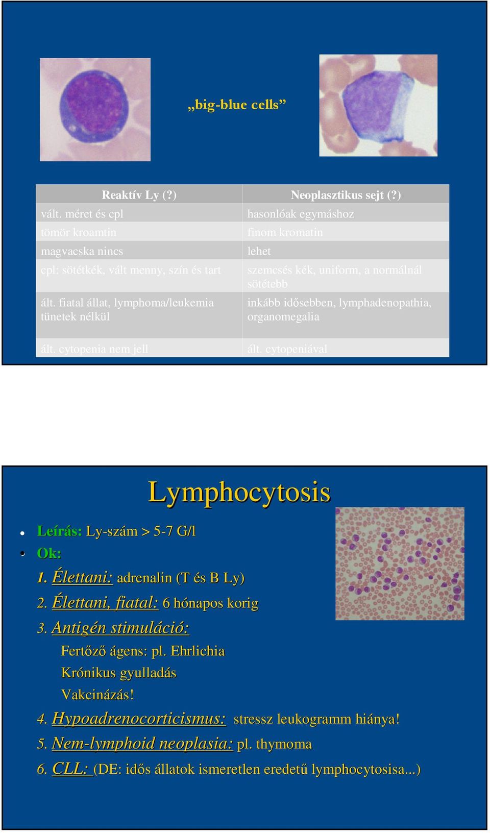 ált. cytopenia nem jell ált. cytopeniával Leírás: Ly-szám > 5-75 7 G/l Lymphocytosis Ok: 1. Élettani: adrenalin (T és B Ly) 2. Élettani, fiatal: 6 hónapos korig 3.