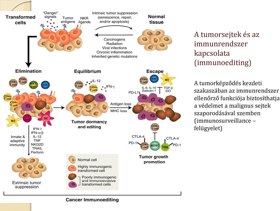 immunrendszer ellenőrző funkciója biztosíthatja a