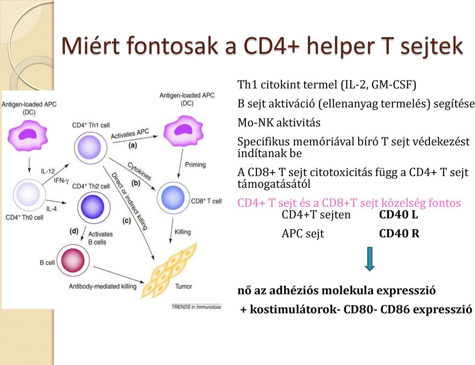 sejt citotoxicitás függ a CD4+ T sejt támogatásától CD4+ T sejt és a CD8+T sejt közelség fontos CD4+T