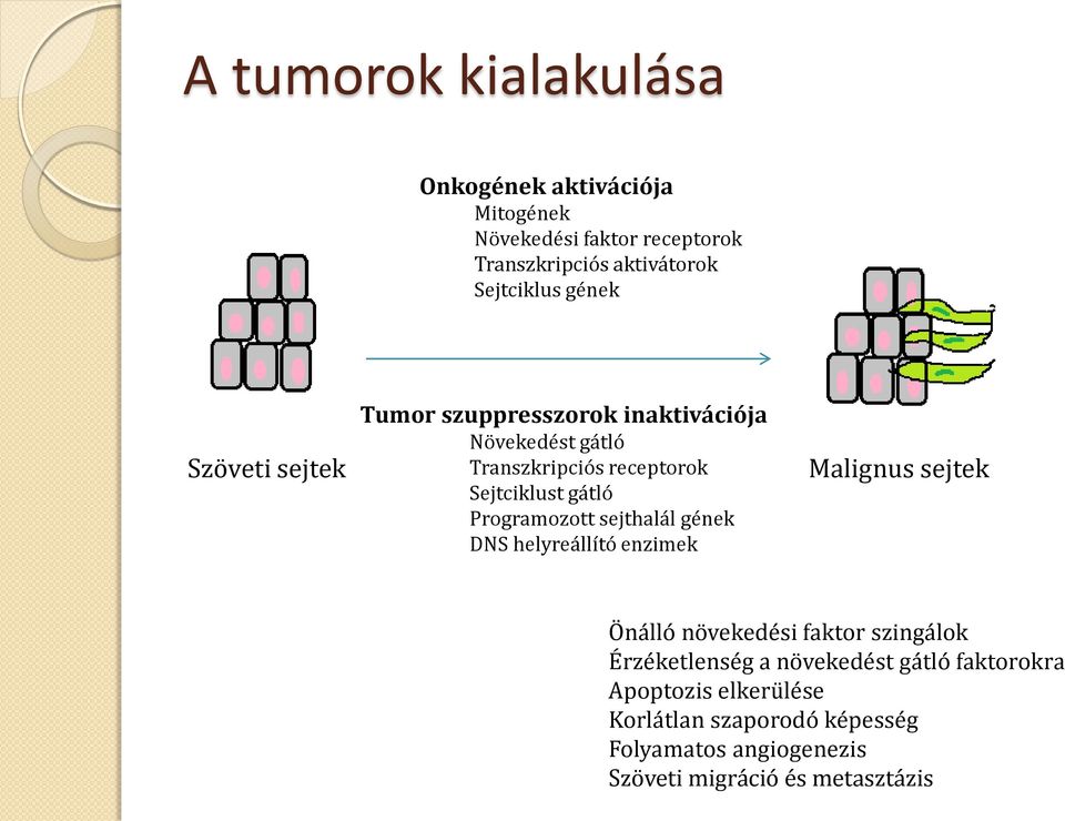 Programozott sejthalál gének DNS helyreállító enzimek Malignus sejtek Önálló növekedési faktor szingálok Érzéketlenség a