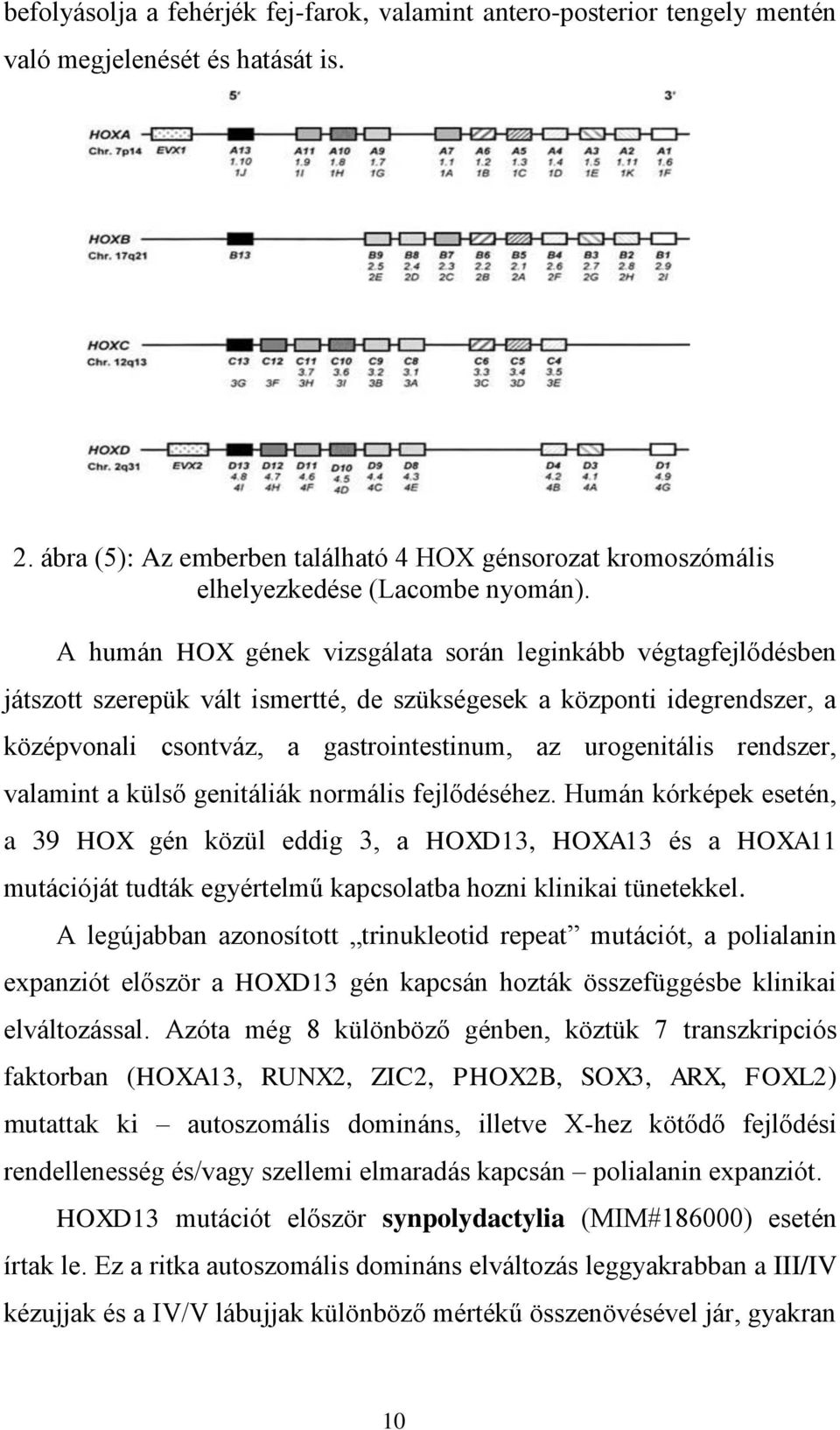 A humán HOX gének vizsgálata során leginkább végtagfejlődésben játszott szerepük vált ismertté, de szükségesek a központi idegrendszer, a középvonali csontváz, a gastrointestinum, az urogenitális