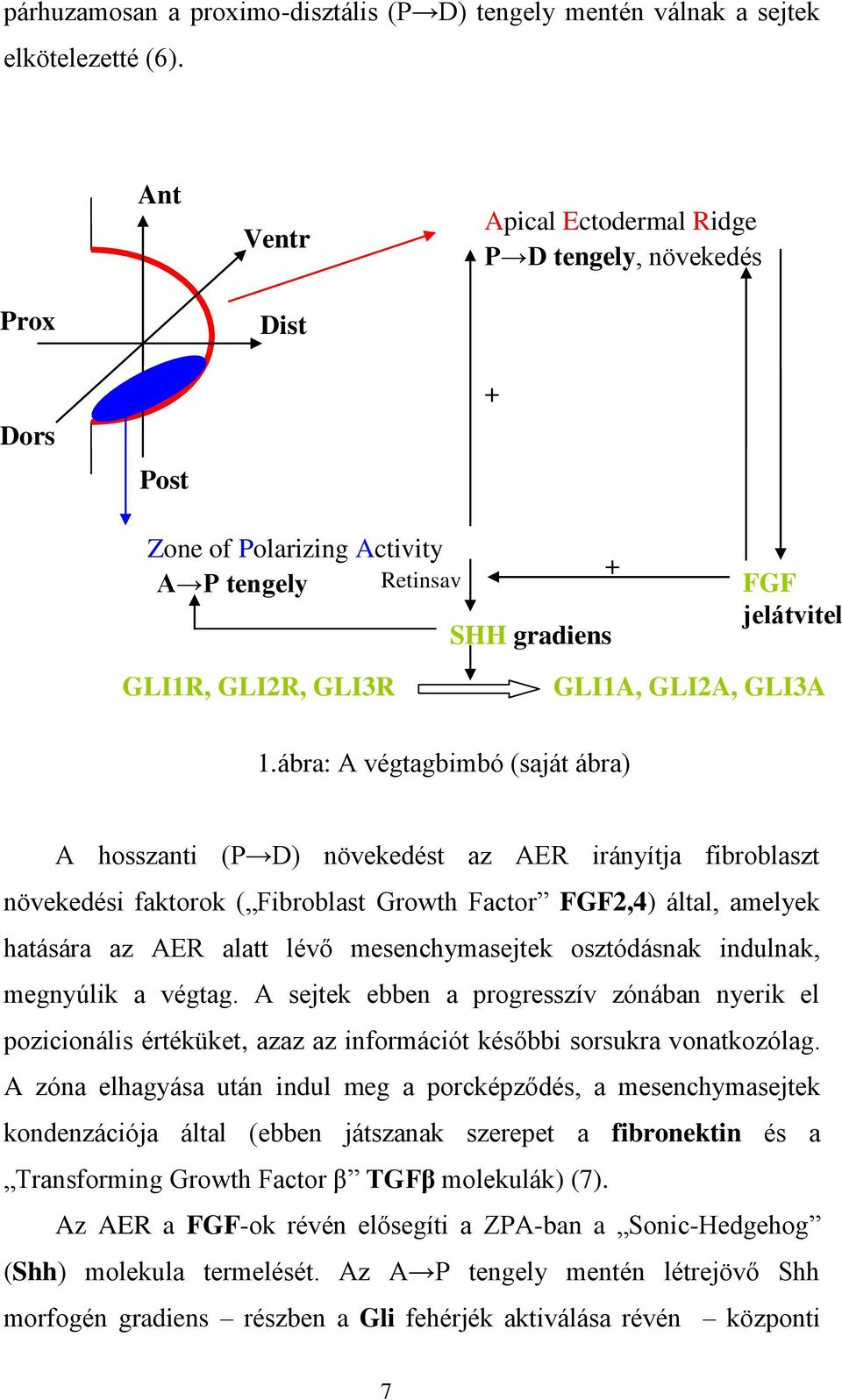 ábra: A végtagbimbó (saját ábra) A hosszanti (P D) növekedést az AER irányítja fibroblaszt növekedési faktorok ( Fibroblast Growth Factor FGF2,4) által, amelyek hatására az AER alatt lévő