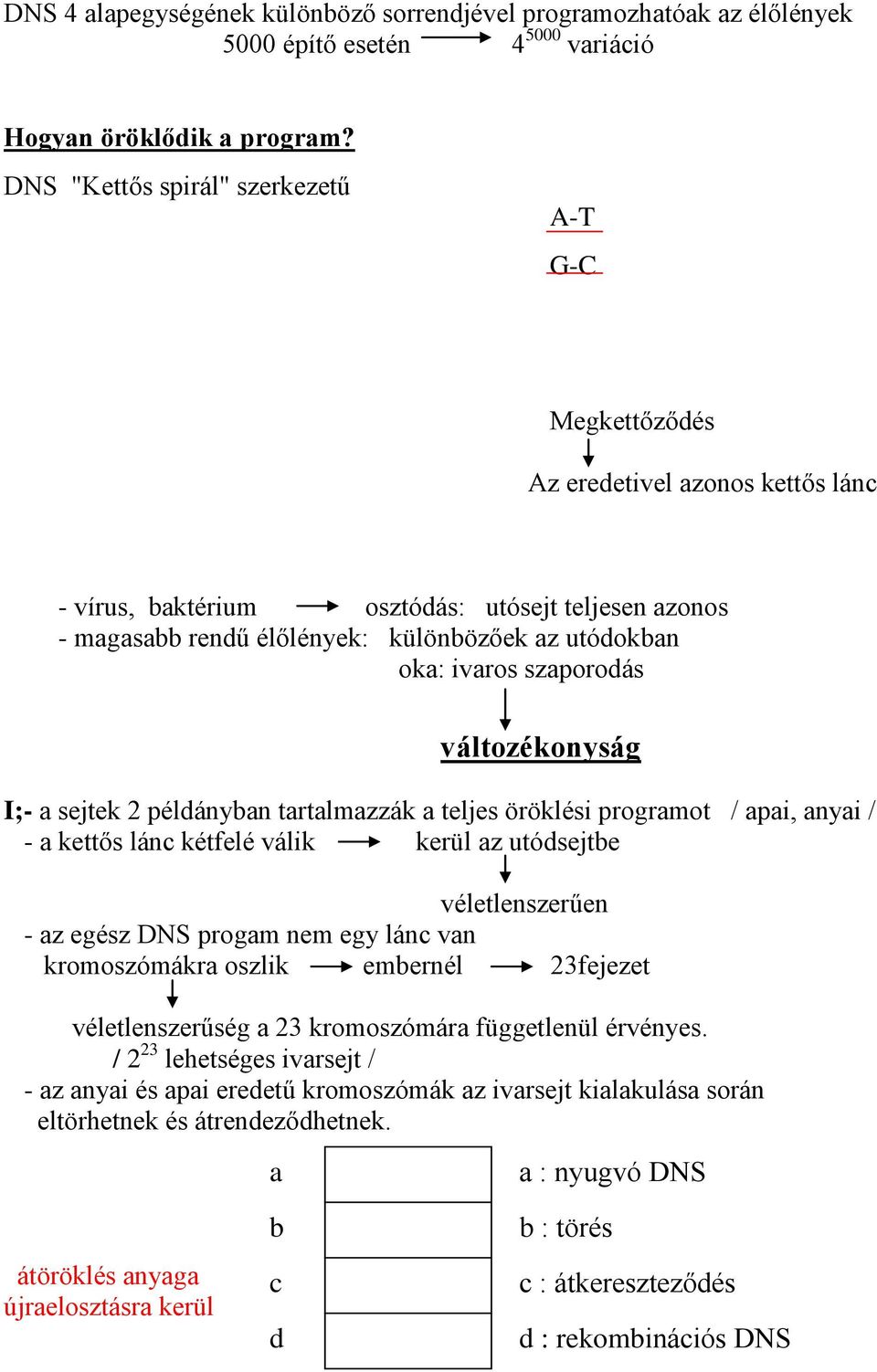 ivaros szaporodás változékonyság I;- a sejtek 2 példányban tartalmazzák a teljes öröklési programot / apai, anyai / - a kettős lánc kétfelé válik kerül az utódsejtbe véletlenszerűen - az egész DNS