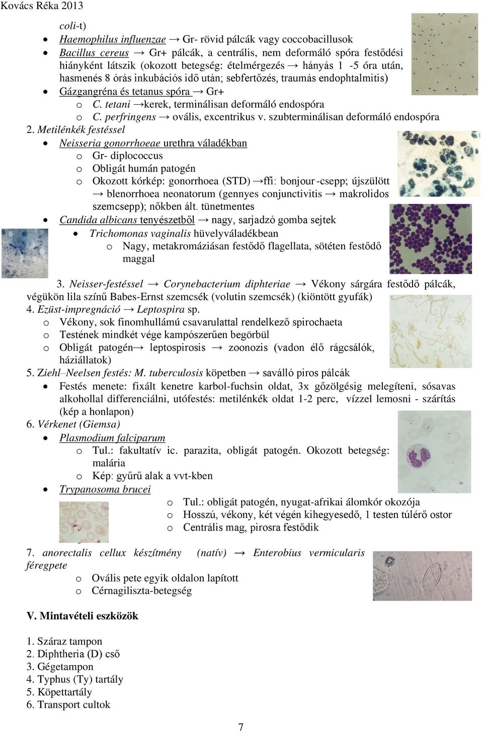 perfringens ovális, excentrikus v. szubterminálisan deformáló endospóra 2.