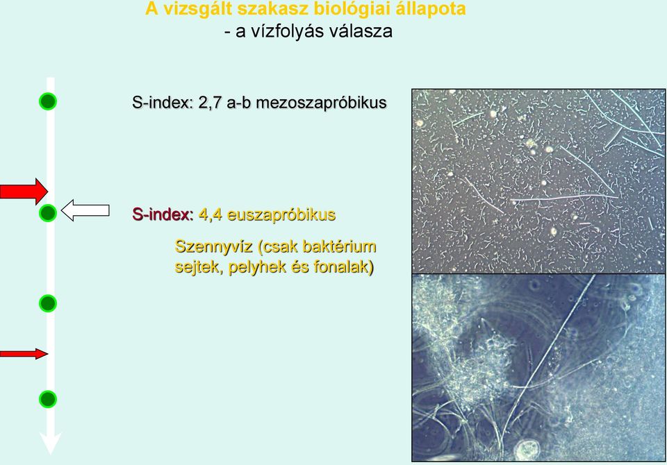 mezoszapróbikus S-index: 4,4 euszapróbikus