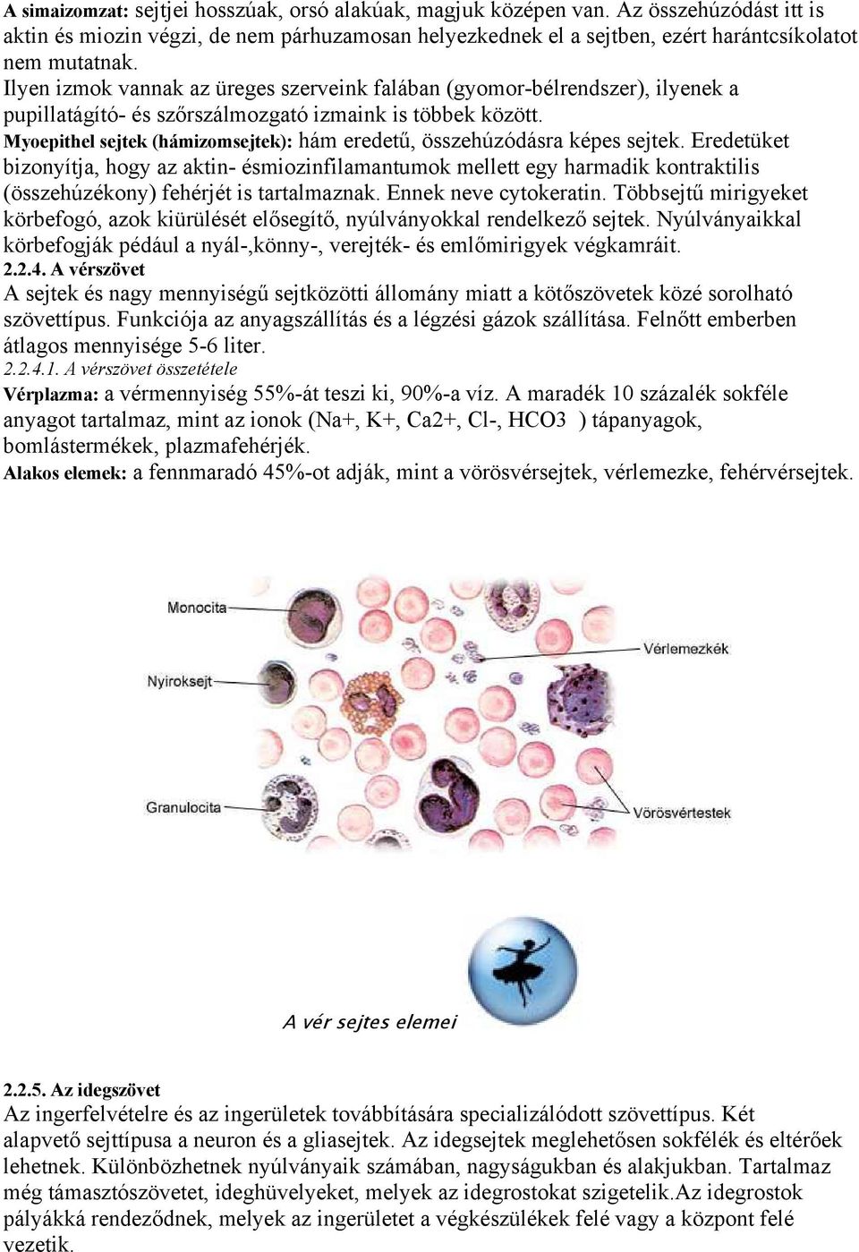 Myoepithel sejtek (hámizomsejtek): hám eredetű, összehúzódásra képes sejtek.