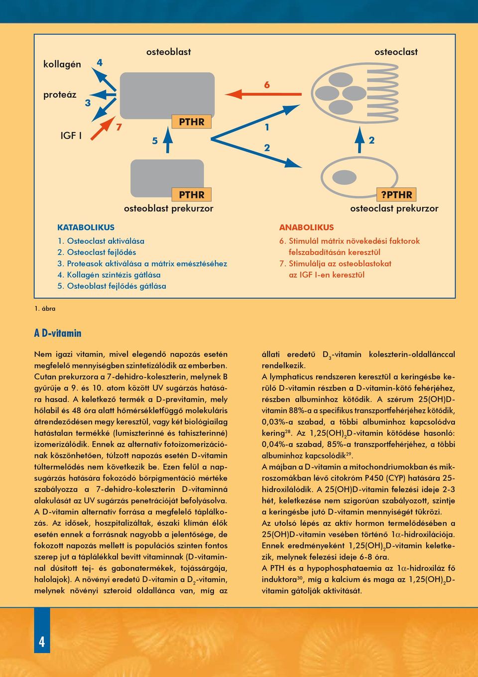 Stimulálja az osteoblastokat az IGF I-en keresztül 1. ábra A D-vitamin Nem igazi vitamin, mivel elegendő napozás esetén megfelelő mennyiségben szintetizálódik az emberben.