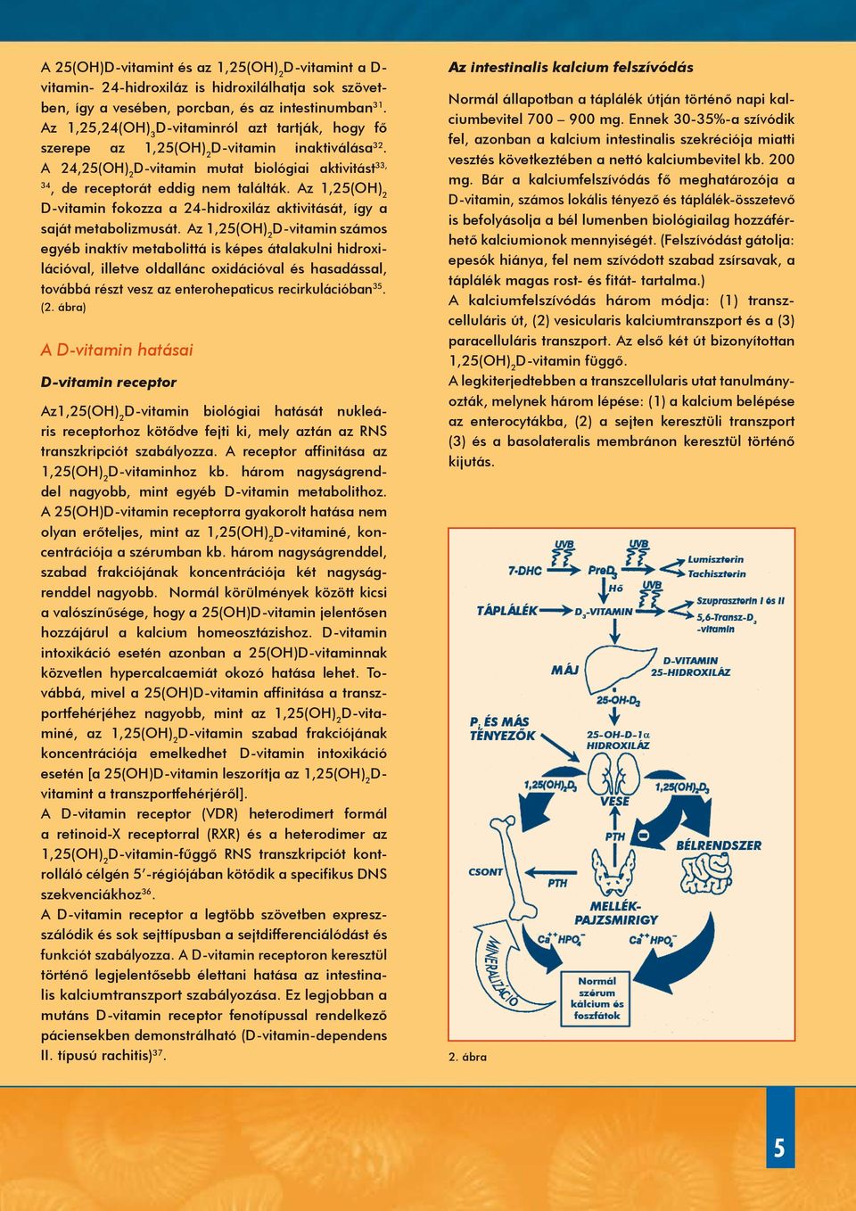 Az 1,25(OH) 2 D-vitamin fokozza a 24-hidroxiláz aktivitását, így a saját metabolizmusát.