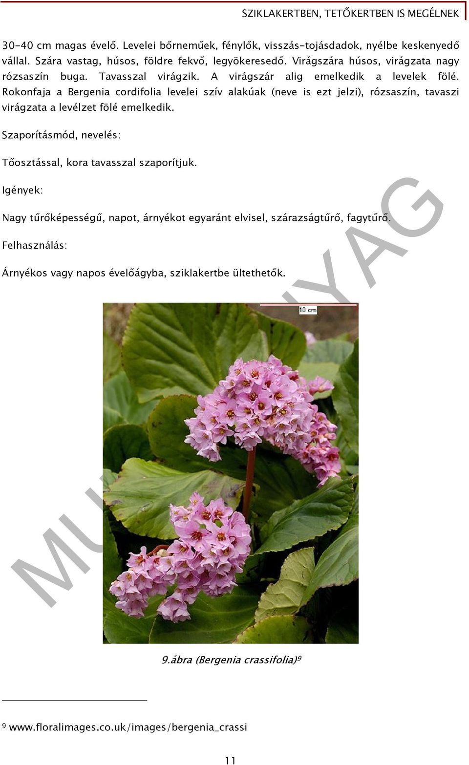 Rokonfaja a Bergenia cordifolia levelei szív alakúak (neve is ezt jelzi), rózsaszín, tavaszi virágzata a levélzet fölé emelkedik.