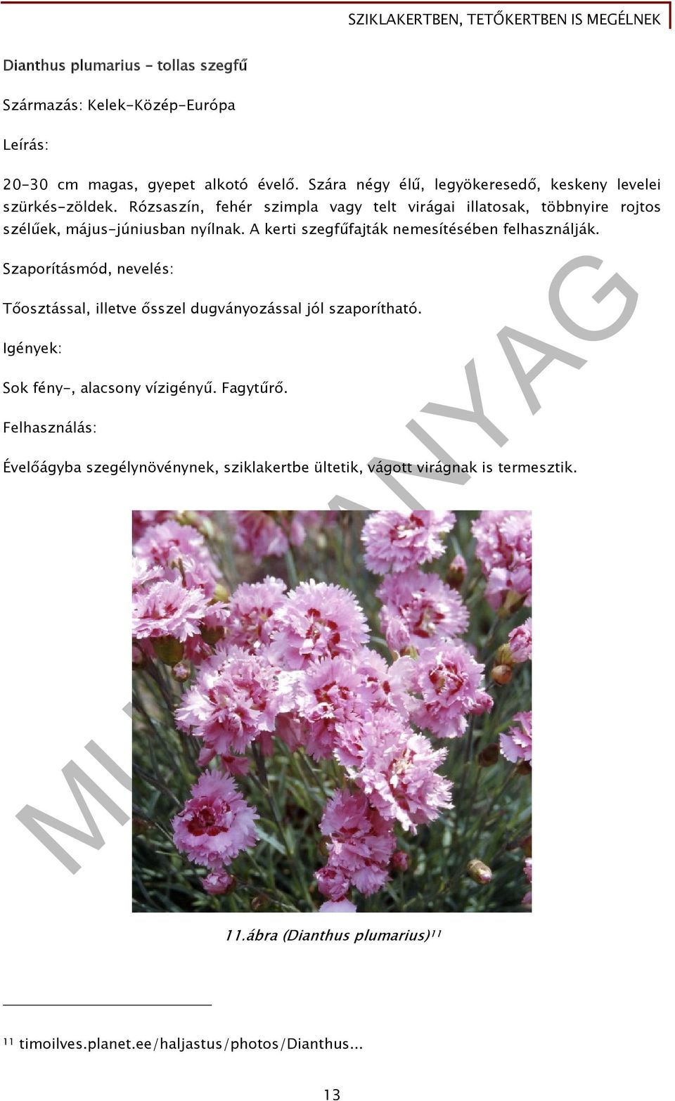 Rózsaszín, fehér szimpla vagy telt virágai illatosak, többnyire rojtos szélűek, május-júniusban nyílnak.