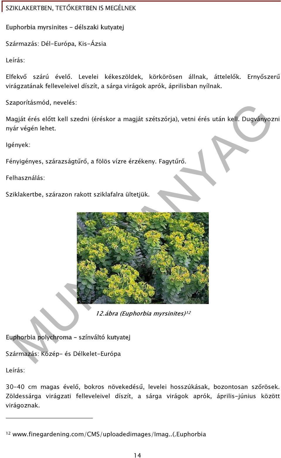 Dugványozni nyár végén lehet. Fényigényes, szárazságtűrő, a fölös vízre érzékeny. Fagytűrő. Sziklakertbe, szárazon rakott sziklafalra ültetjük. Euphorbia polychroma színváltó kutyatej 12.