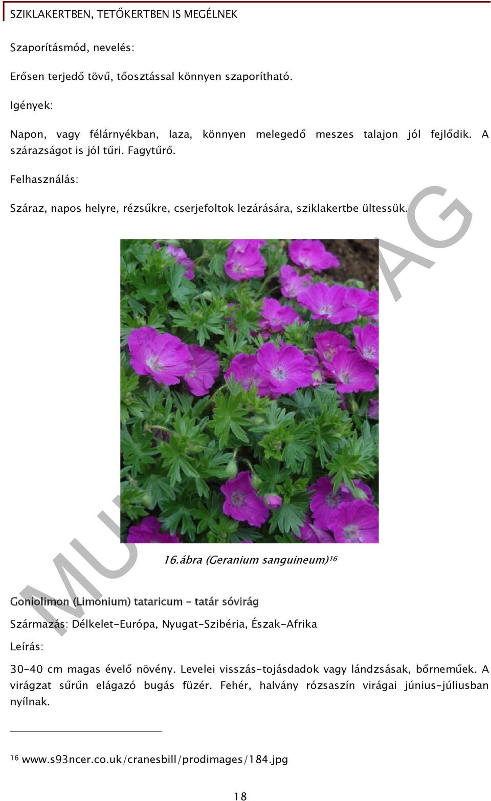 ábra (Geranium sanguineum) 16 Goniolimon (Limonium) tataricum tatár sóvirág Származás: Délkelet-Európa, Nyugat-Szibéria, Észak-Afrika 30-40 cm magas évelő