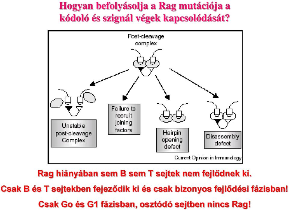 Rag hiányában sem B sem T sejtek nem fejlődnek ki.