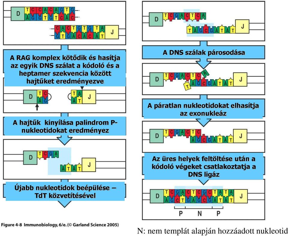 páratlan nukleotidokat elhasítja az exonukleáz Az üres helyek feltöltése után a kódoló végeket