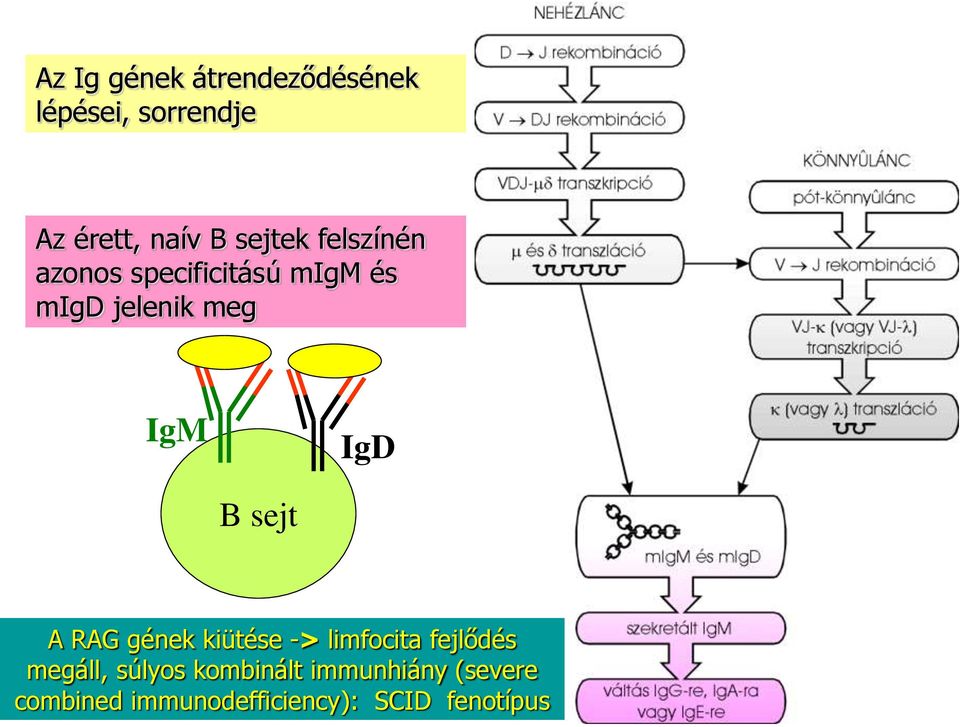 IgD B sejt A RAG gének kiütése -> limfocita fejlődés megáll, súlyos