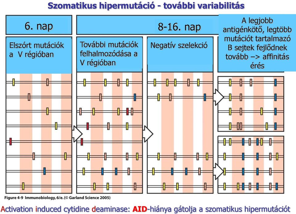 nap További mutációk felhalmozódása a V régióban Negatív szelekció A legjobb