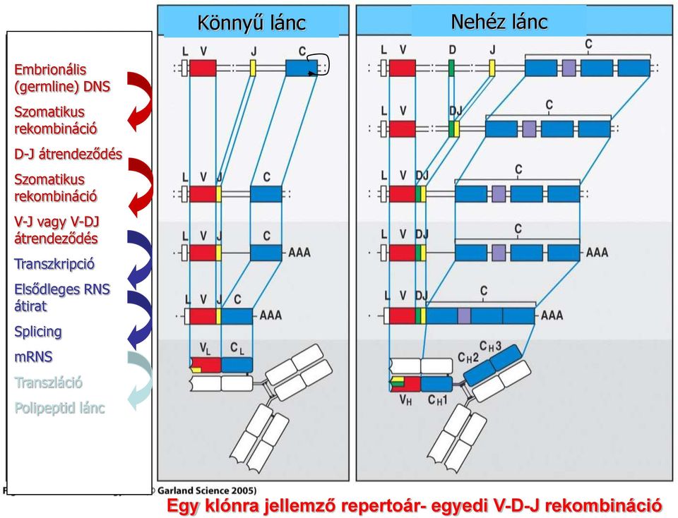 Elsődleges RNS átirat Splicing mrns Transzláció Polipeptid lánc Könnyű