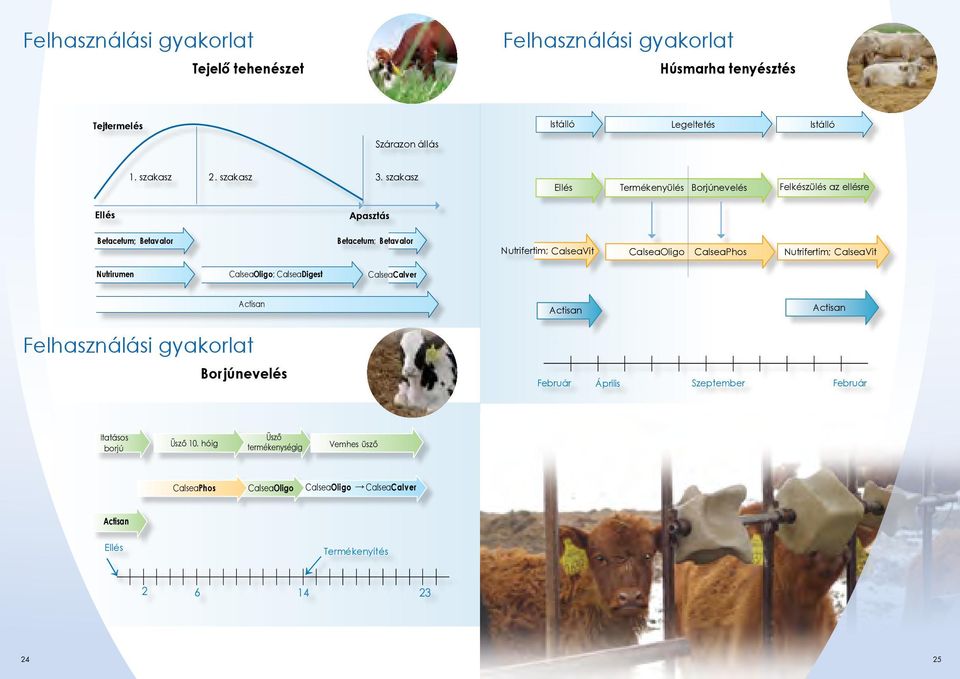 szakasz Apasztás Apasztás Betacetum; Betavalor Felhasználási gyakorlat Húsmarha tenyésztés Istálló Legeltetés Istálló Istálló Legeltetés Istálló Ellés Termékenyülés Borjúnevelés Felkészülés az