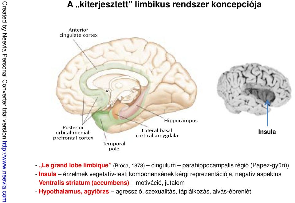 komponensének kérgi reprezentációja, negatív aspektus - Ventralis striatum (accumbens)