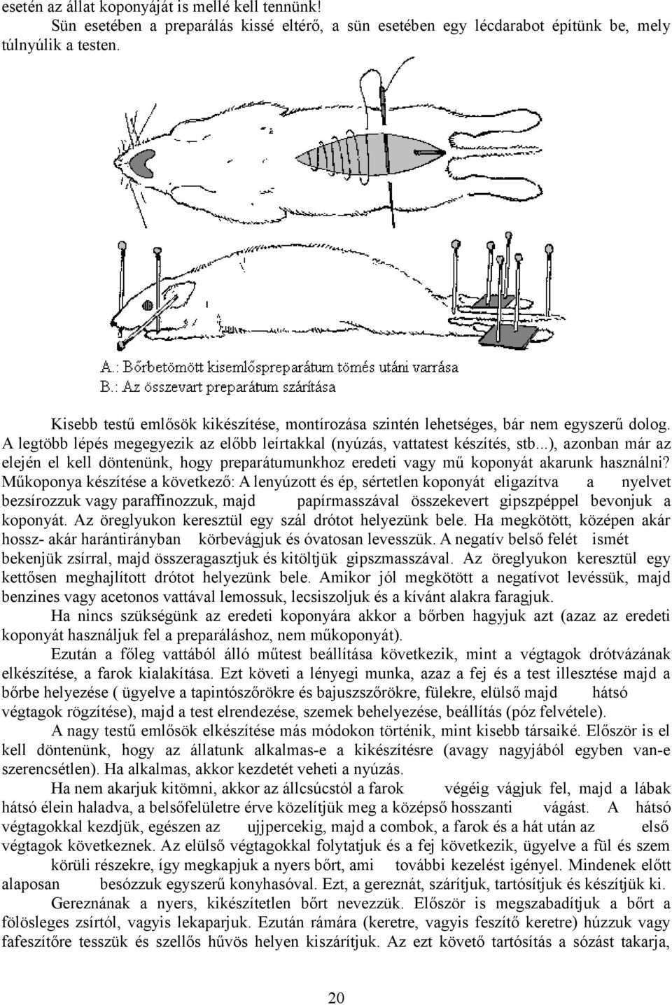 ..), azonban már az elején el kell döntenünk, hogy preparátumunkhoz eredeti vagy mű koponyát akarunk használni?