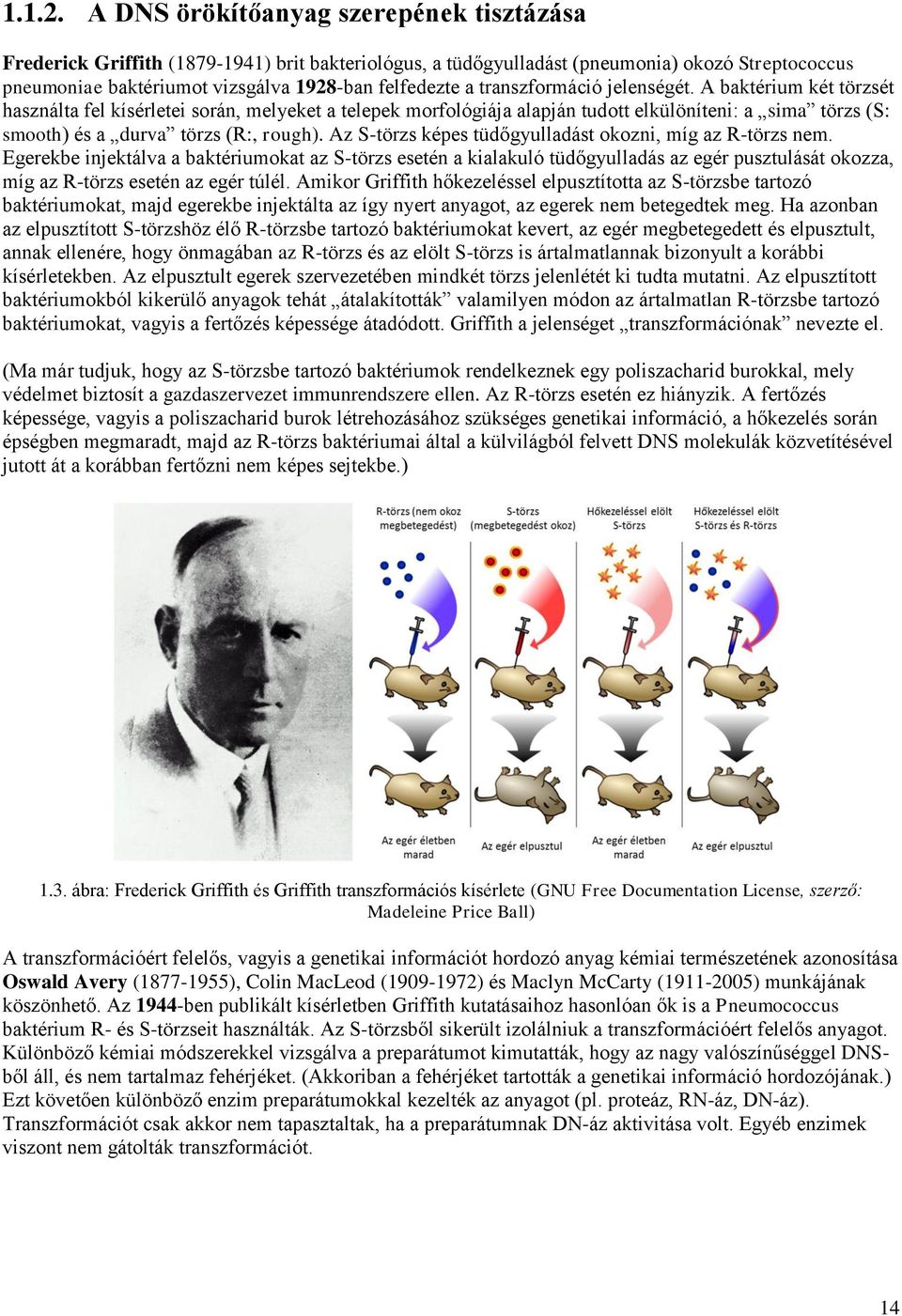 transzformáció jelenségét. A baktérium két törzsét használta fel kísérletei során, melyeket a telepek morfológiája alapján tudott elkülöníteni: a sima törzs (S: smooth) és a durva törzs (R:, rough).