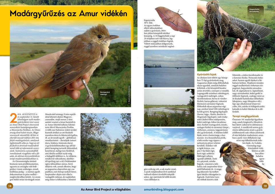 és szeptember 11. között lehetőségem nyílt madárgyűrűzőként részt venni az Amur Bird Project elnevezésű nemzetközi kutatóprogramban a Muravjovka Parkban.