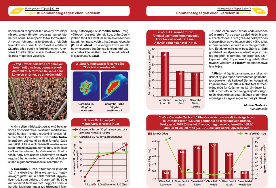 A fertőzés következtében a szár törékennyé válik, és nő a megdőlés veszélye. 2. kép Tavaszi fertőzés eredménye: beteg folt a száron, benne a piknídiumokkal.