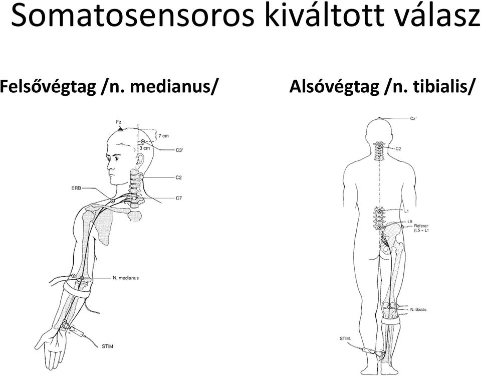 Felsővégtag /n.