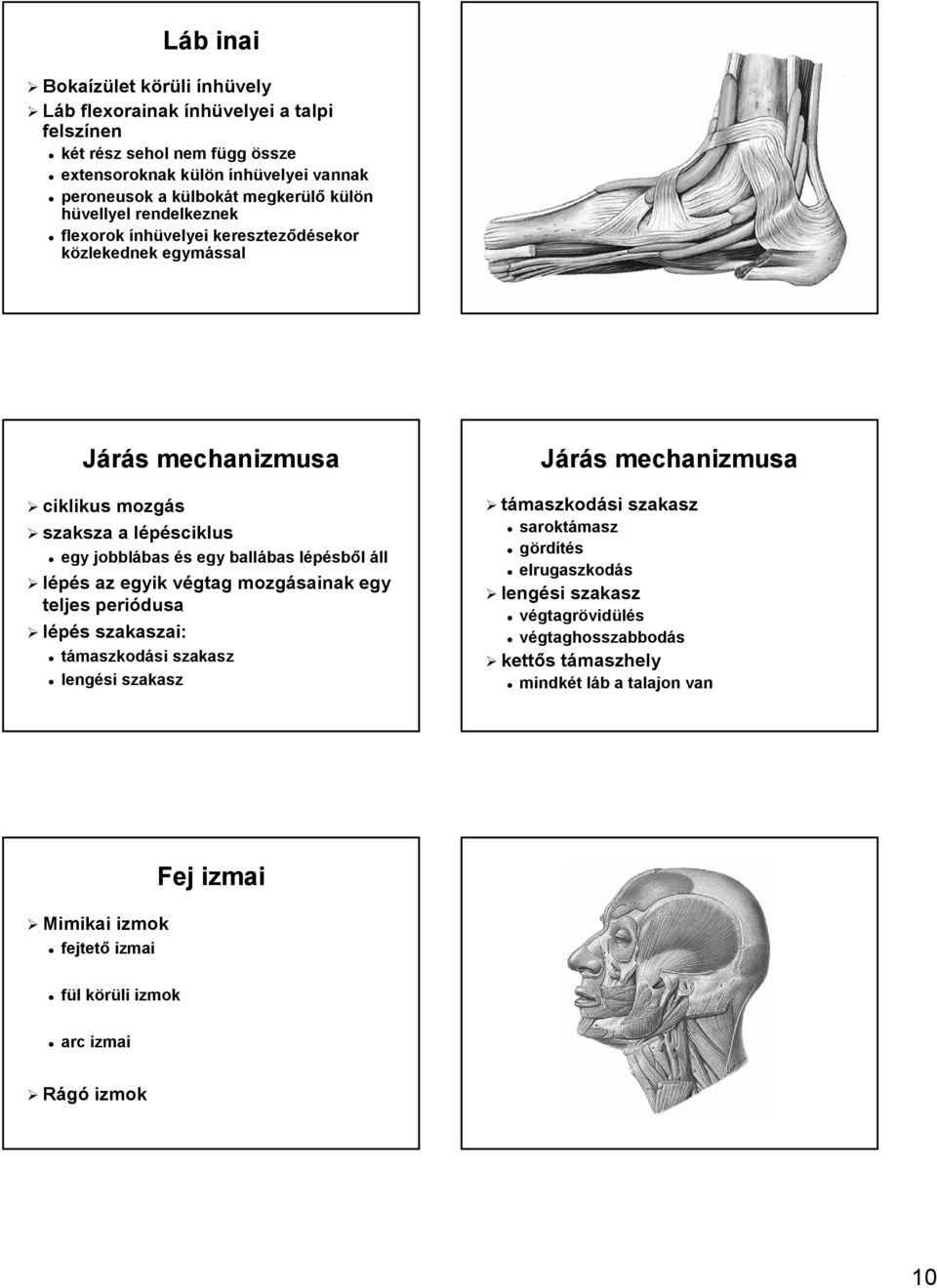 ballábas bas lépésbl sből áll lépés s az egyik végtag v mozgásainak egy teljes periódusa lépés s szakaszai: támaszkodási si szakasz lengési szakasz Járás s mechanizmusa támaszkodási si szakasz