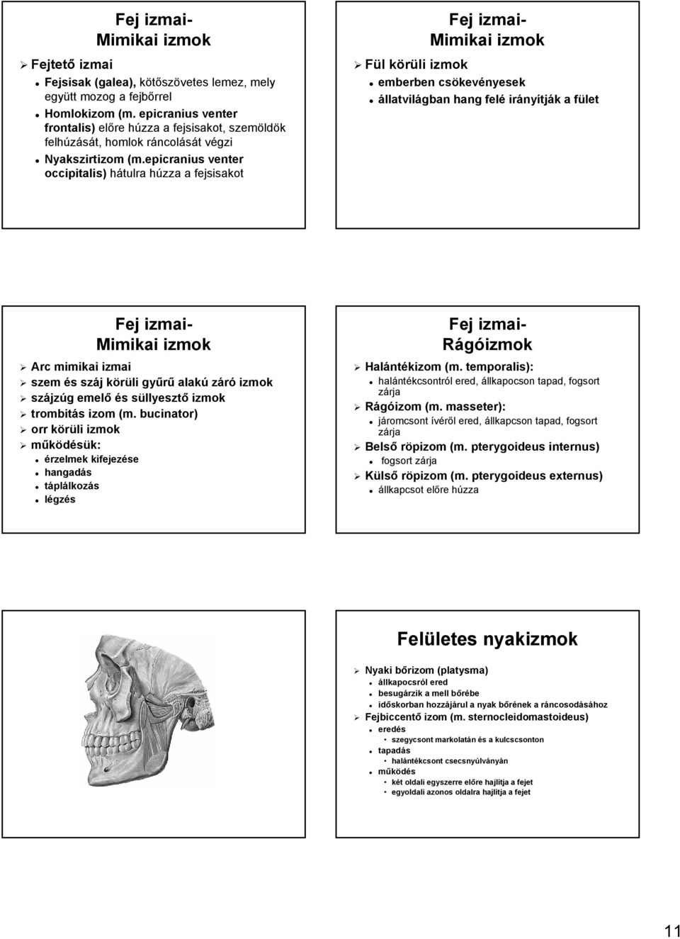 epicranius venter occipitalis) hátulra húzza h a fejsisakot Fej izmai- Mimikai izmok Fül l körüli k izmok emberben csökev kevényesek állatvilágban hang felé irány nyítják k a fületf Fej izmai-