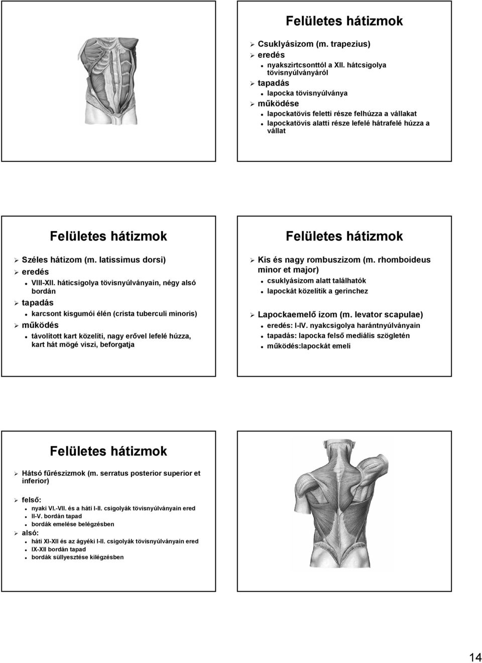 Széles hátizom h (m. latissimus dorsi) VIII-XII.