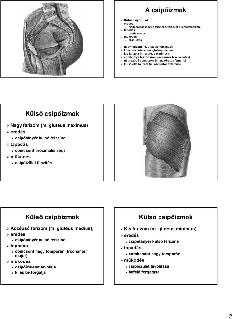 obturator externus) Külső csípőizmok Nagy farizom (m. gluteus maximus) csípőtány nyér r külsk lső felszíne comcsont proximális végev csípőízület feszítés Külső csípőizmok Középső farizom (m.