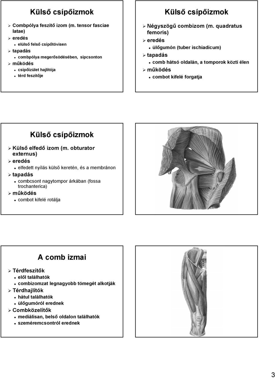 quadratus femoris) ülőgumón n (tuber ischiadicum) comb hátsh tsó oldalán, a tomporok közti k élen combot kifelé forgatja Külső csípőizmok Külső elfedő izom (m.