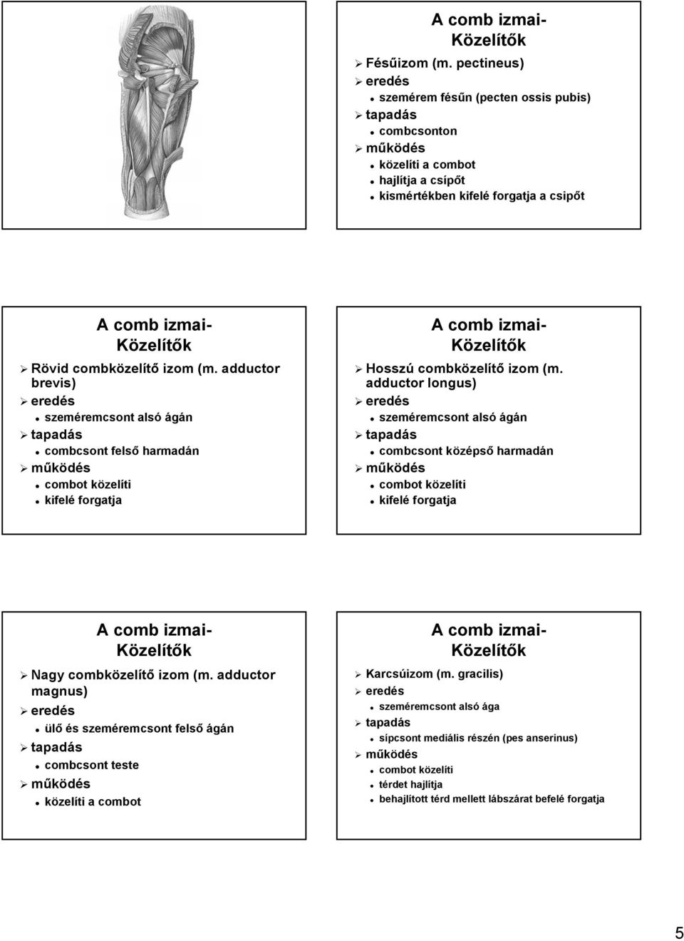 adductor brevis) szeméremcsont alsó ágán combcsont felső harmadán combot közelk zelíti kifelé forgatja Közelítők Hosszú combközel zelítő izom (m.